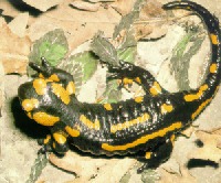 Foltos szalamandra